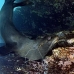 lion_sea_galapagos_cou_v_0296_ecu1410.jpg